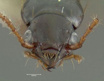 Media type: image;   Entomology 602220 Aspect: head frontal view
